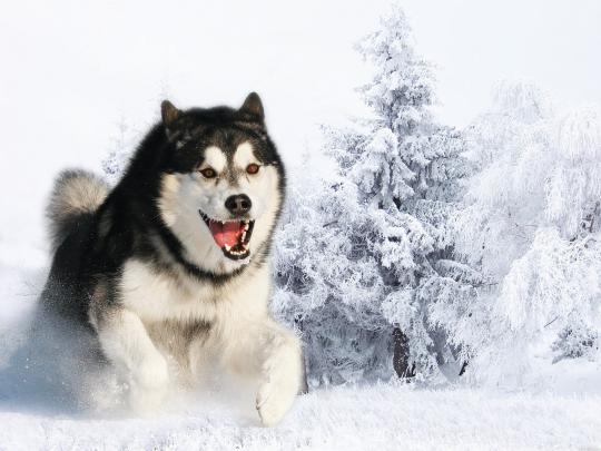 [47+] Husky Wallpaper Desktop 