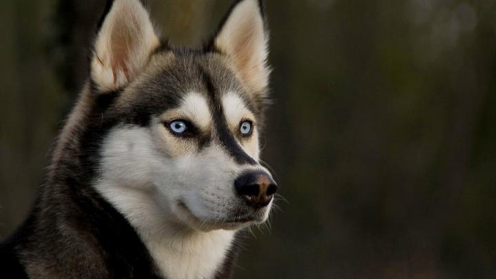 Husky wallpapers HD - Beautiful wallpapers collection 2018