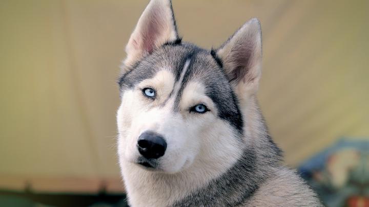 Husky Wallpapers High Resolution and Quality Download
