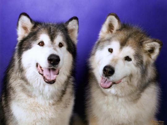 [48+] Husky Desktop Wallpaper 
