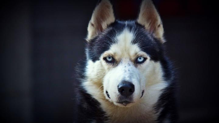 Download Free Siberian Husky Wallpapers