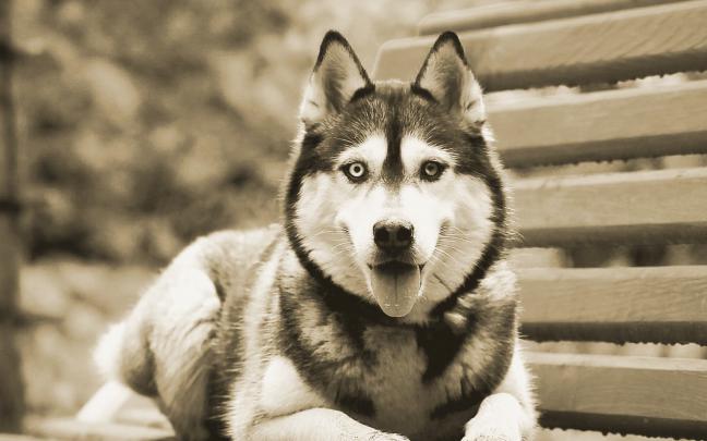 Siberian Husky Wallpapers High Resolution and Quality Download