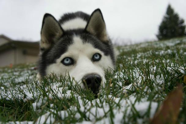 Siberian Husky Wallpapers HD \/ Desktop and Mobile Backgrounds