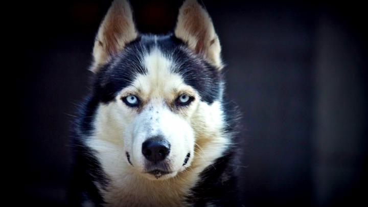 Siberian Husky HD Wallpapers