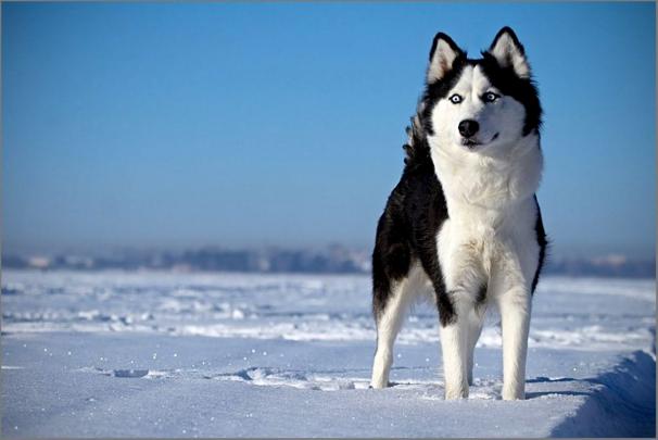 Siberian Husky HD Wallpapers
