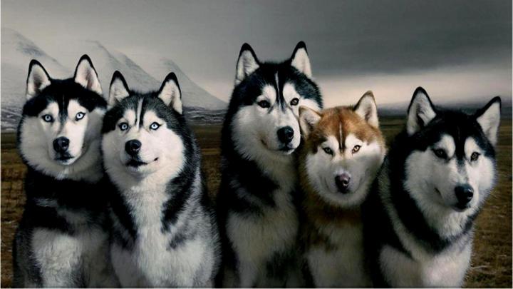 Siberian Husky Wallpapers