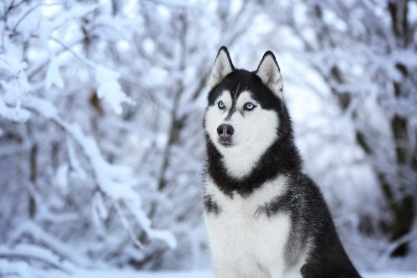 Siberian Husky Wallpapers 1080p for Laptop, PC - Great Love Art