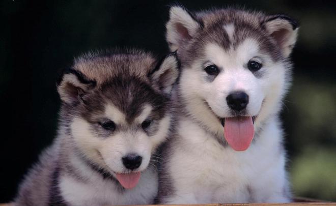 husky puppy wallpaper - HD Desktop Wallpapers