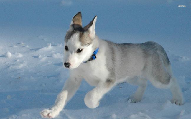 Husky Desktop Wallpaper -