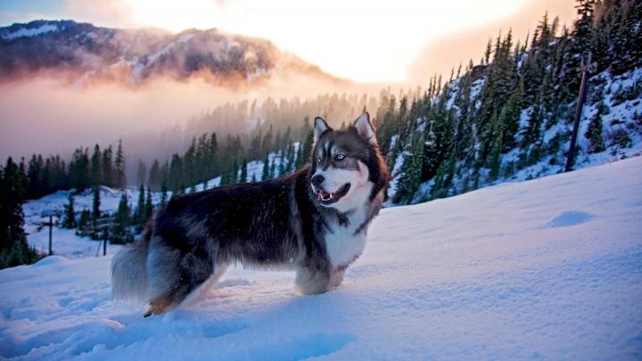 Siberian Husky Wallpapers (76+ background pictures)