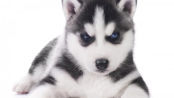 [48+] Husky Desktop Wallpaper 