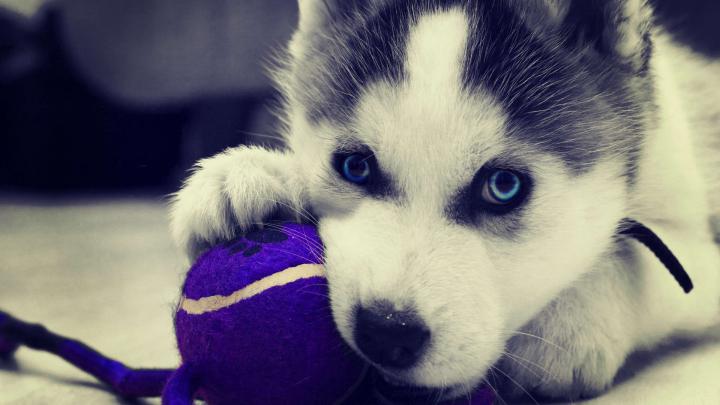 Husky Wallpapers High Resolution and Quality Download
