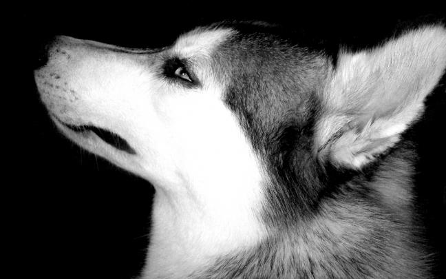 Download Free Siberian Husky Wallpapers