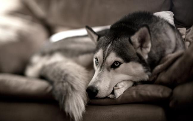 Husky Wallpapers High Resolution and Quality Download