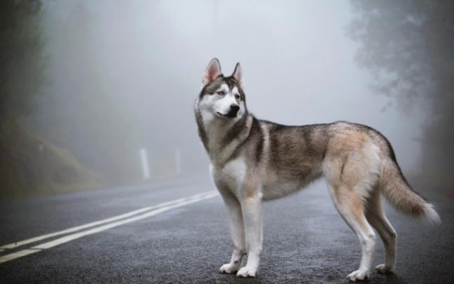 siberian husky beautiful - HD Desktop Wallpapers