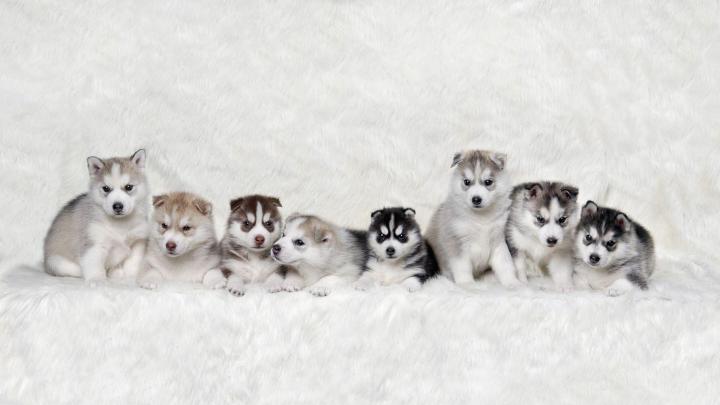 Husky Puppy Winter Wallpapers