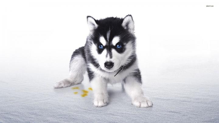 Husky Desktop Wallpaper -