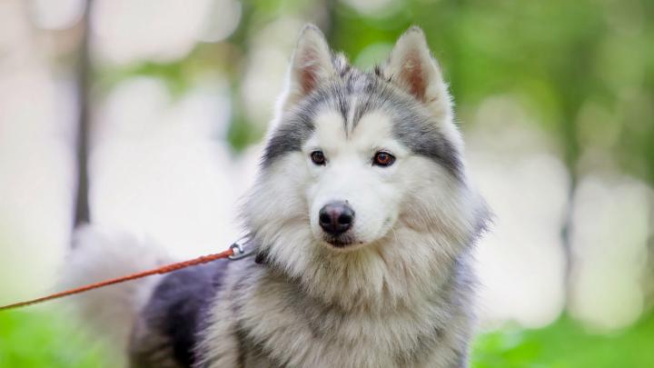 Husky wallpapers HD - Beautiful wallpapers collection 2018
