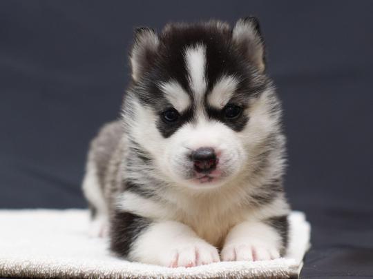Husky Puppies Wallpapers