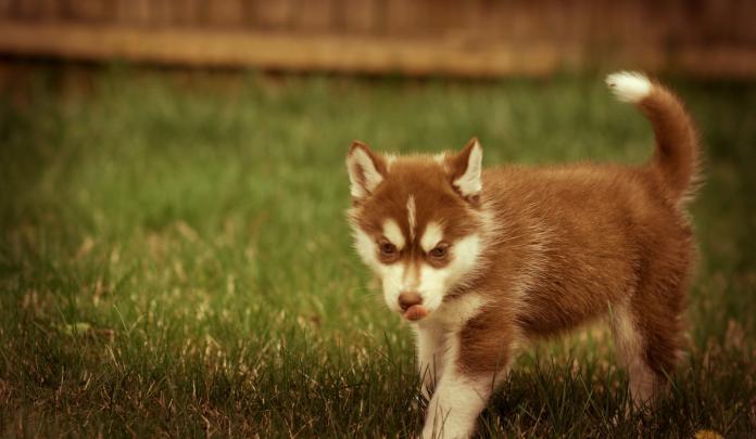 Baby Huskies Wallpaper (79+ images)