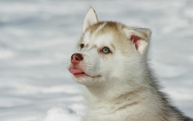 Husky wallpapers HD - Beautiful wallpapers collection 2018