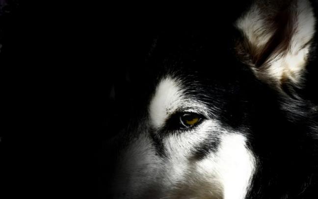 husky wallpaper download - HD Desktop Wallpapers
