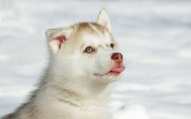 husky white - HD Desktop Wallpapers