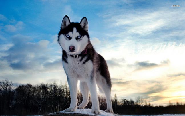 Husky Wallpapers High Resolution and Quality Download