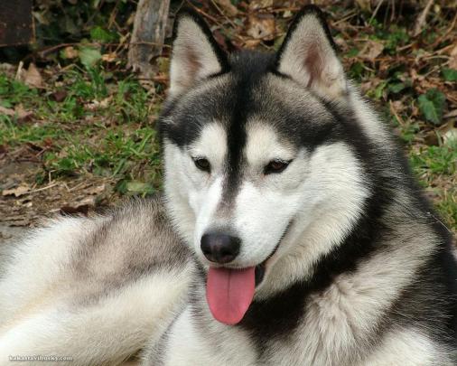 Husky Wallpaper Desktop -