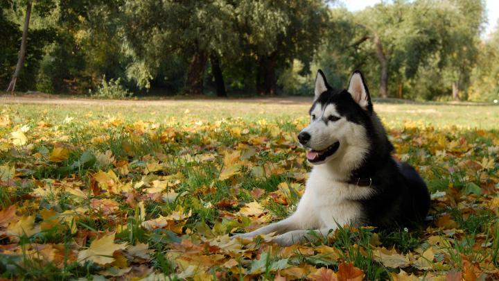 Siberian Husky Backgrounds Free Download | Pixels Talk