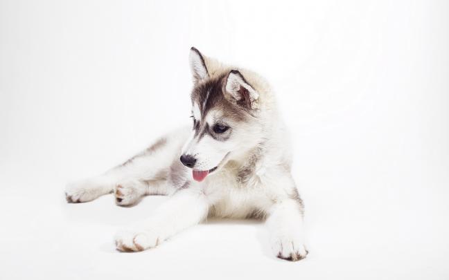 Baby Huskies Wallpaper (79+ images)