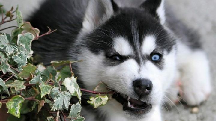 dogs puppies husky 1366x768 wallpaper \u2013 Animals Dogs HD Desktop Wallpaper