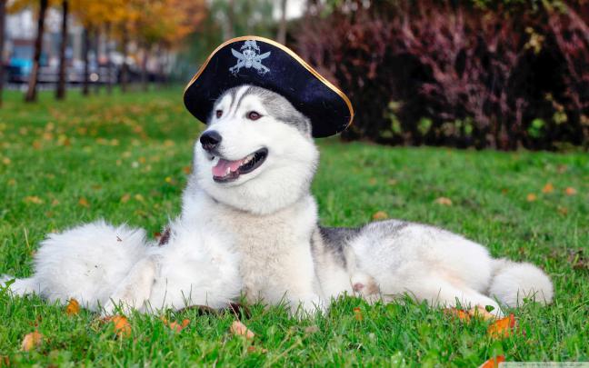 Husky wallpapers HD - Beautiful wallpapers collection 2018