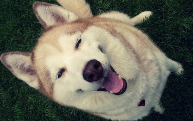 Husky Dog Wallpaper -