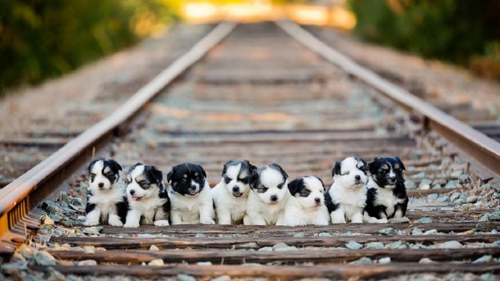 Baby Huskies Wallpaper (79+ images)