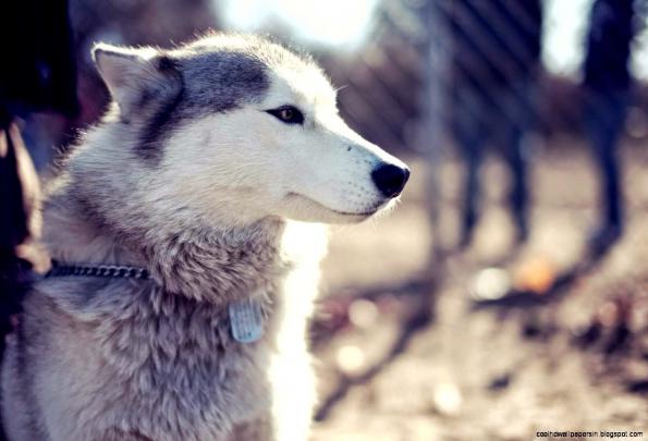 Husky Wallpaper | Cool HD Wallpapers