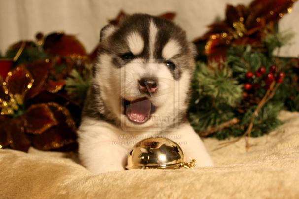 Free download Christmas Husky Puppies Christmas siberian husky puppy 