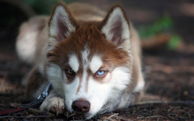siberian husky wallpaper - HD Desktop Wallpapers