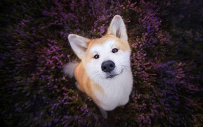 Download wallpapers Siberian Husky, cute animals, husky, dogs, brown 