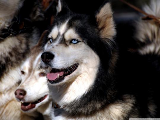 Baby Huskies Wallpaper (79+ images)