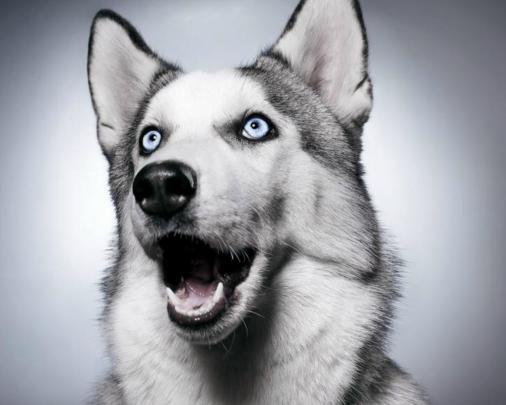 Husky Desktop Wallpaper -