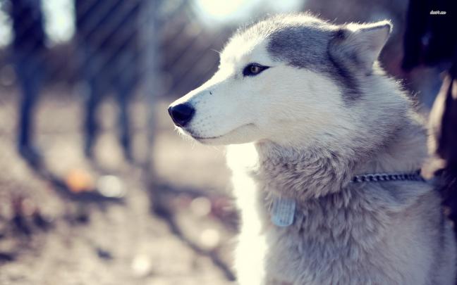 Husky Wallpapers High Resolution and Quality Download