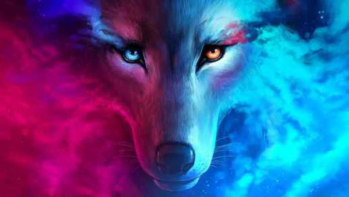 The Menacing Gaze of a Wild Beast \/ Wolf - Live Desktop Wallpapers