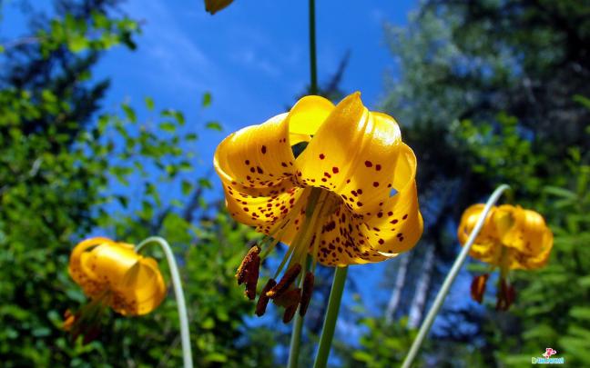 Desktop Wallpaper Flowers High Resolution -
