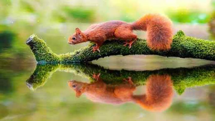Squirrel Branch Reflection Water - Live Desktop Wallpapers