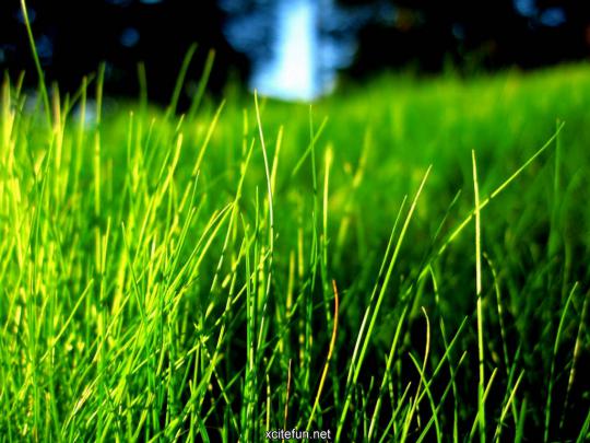 Lush Green Nature Photographic - Best LCD Desktop Wallpapers - XciteFun.net
