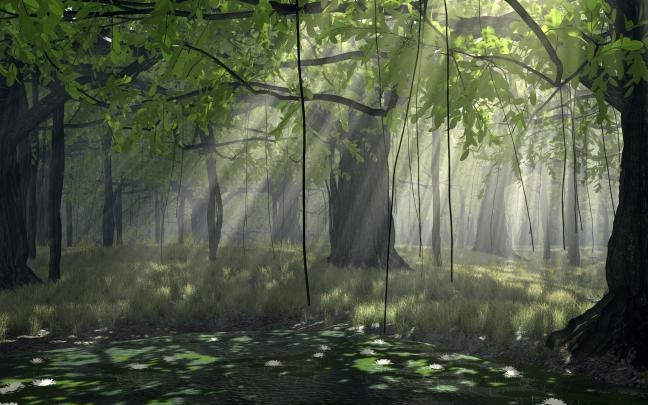 Forest Desktop Wallpaper HD