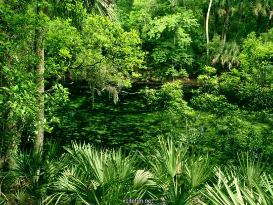 Lush Green Nature Photographic - Best LCD Desktop Wallpapers - XciteFun.net