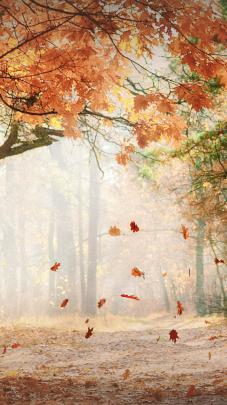 Free download Our November wallpaper brings a change of Autumn scenery 