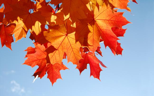 Nice picture of Sweet November, desktop wallpaper of autumn, leaf 